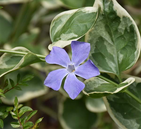 vinca variegated