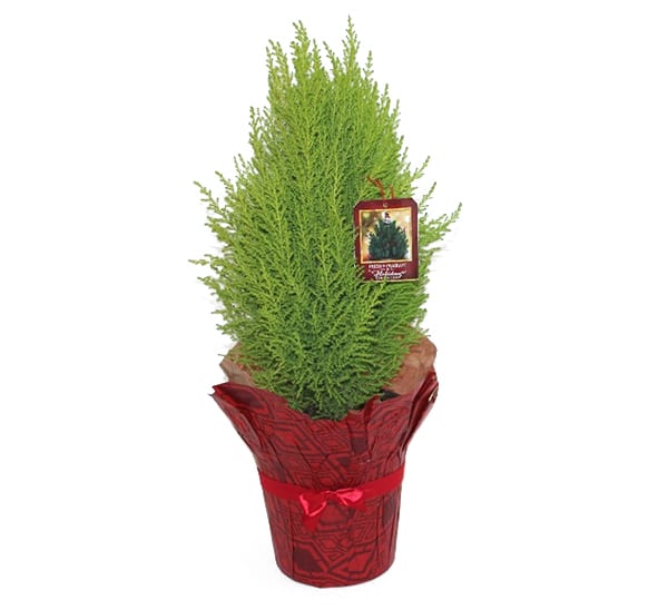 Lemon Cypress Tabletop Tree 2 gallon