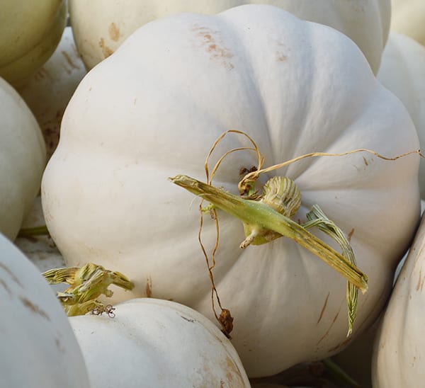 White Pumpkin