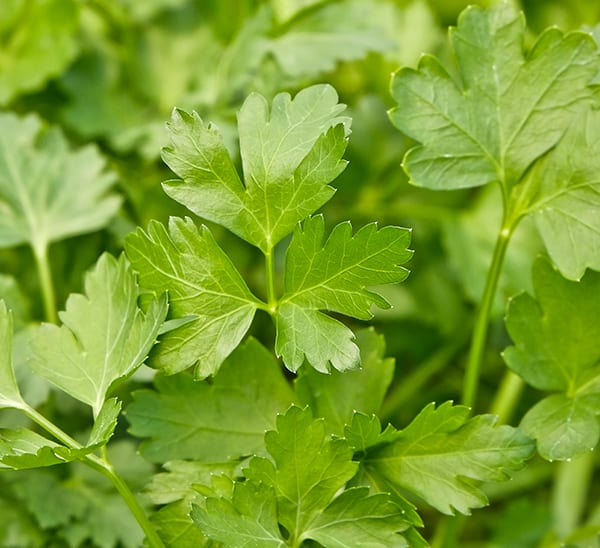 Close up of Parsley Herb leaves