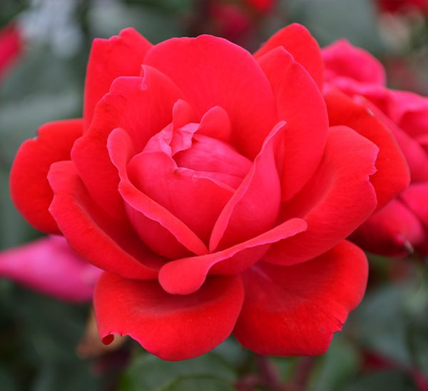 Double Knock Out Red Rose