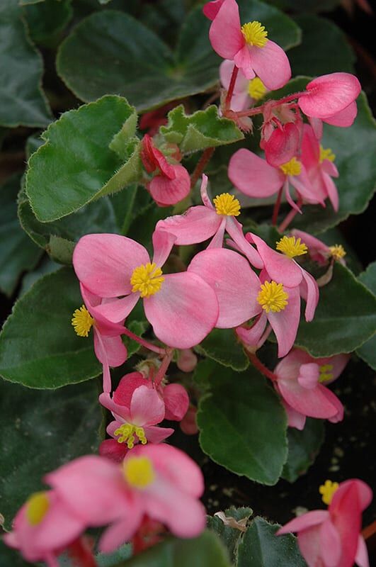 babying pink begonia