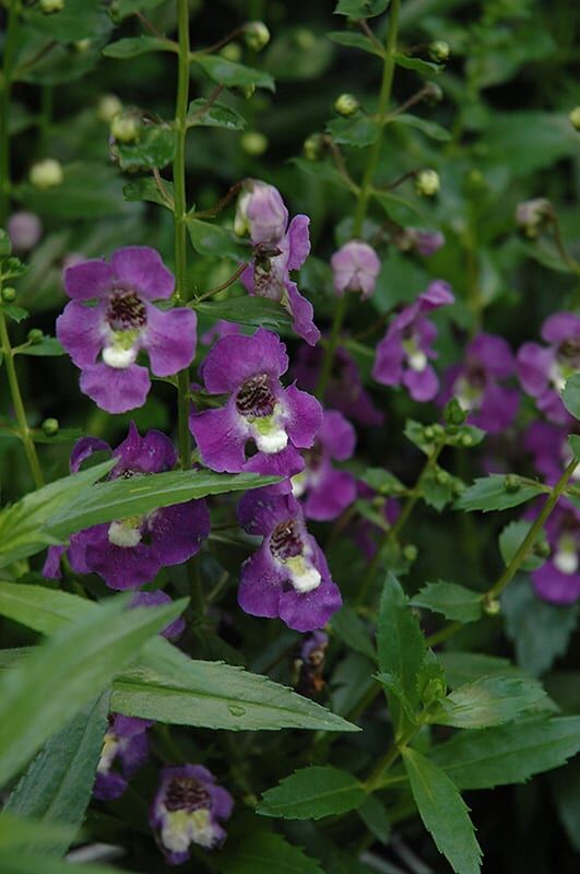 archangel purple angelonia