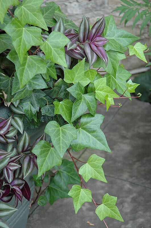 hedera ivy