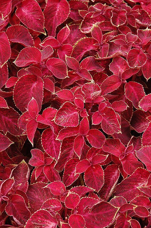 wizard velvet red coleus