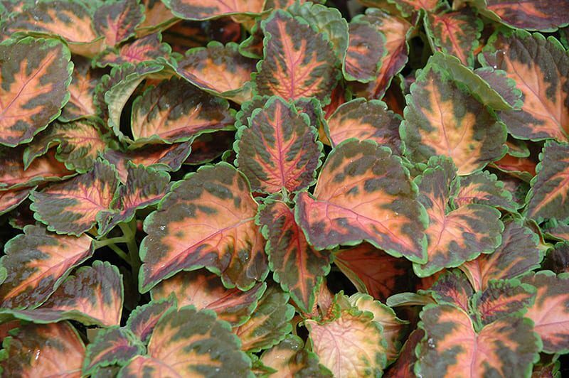 wizard coral sunrise coleus