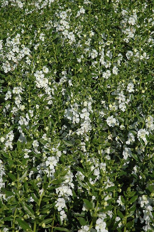 angel face white angelonia