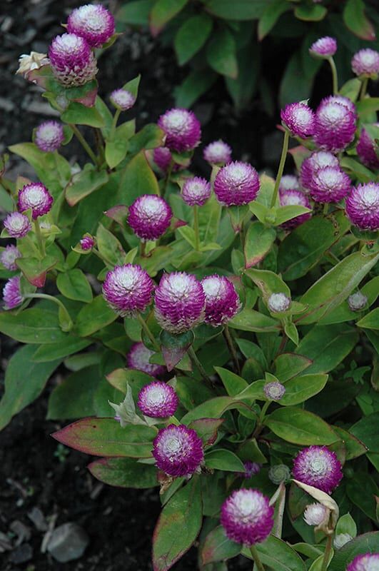 Audrey bicolor rose gomphrena