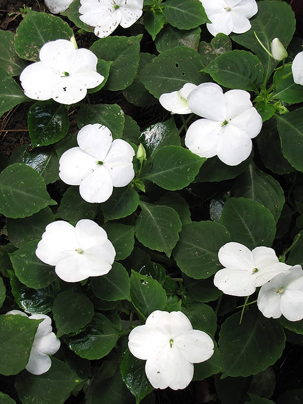 xtreme white impatiens