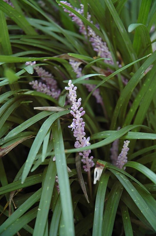 silver dragon lily turf