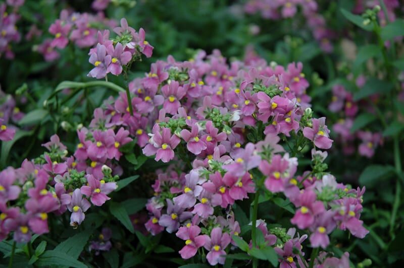 aromatica rose pink nemesia