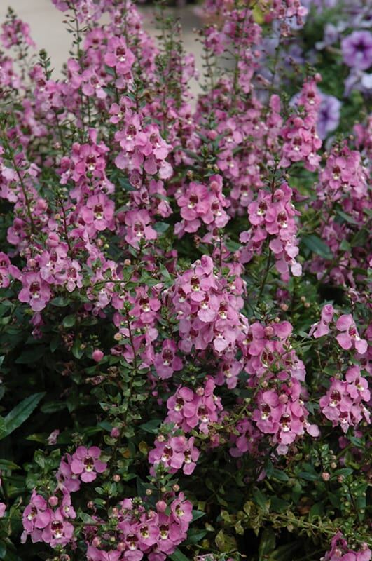 archangel orchid pink angelonia