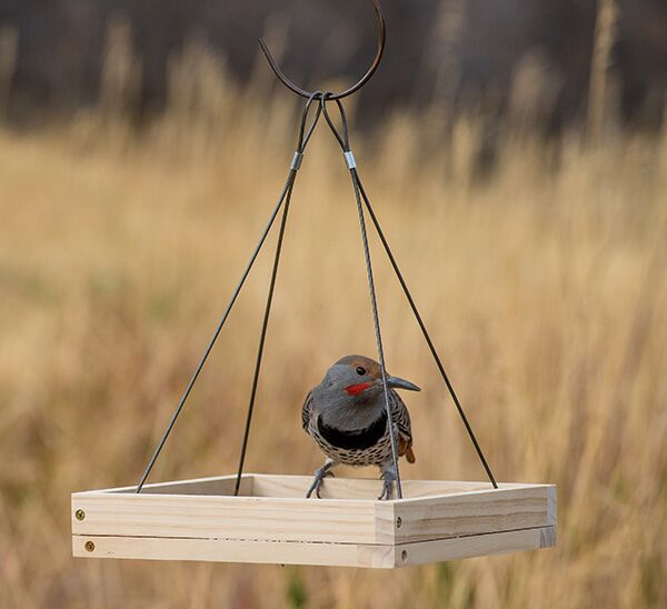 Bird on top of Perky-Pet® Hanging Tray Bird Feeder