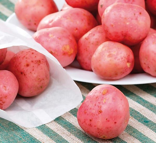 Red Norland Organic Potato