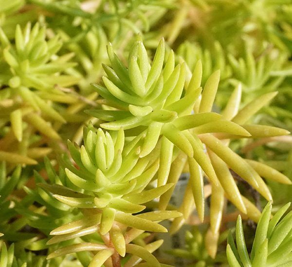 Sedum