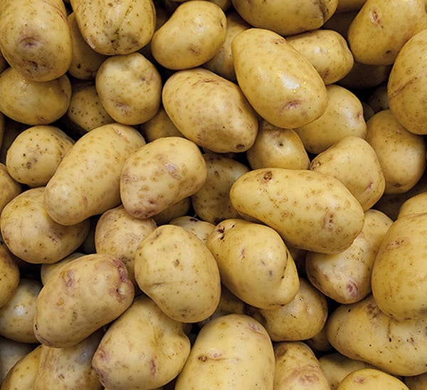 Yukon Gold Potato