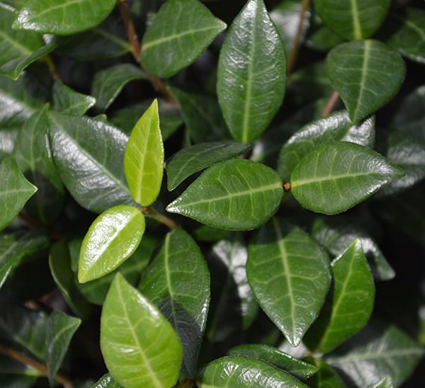 Asian Jasmine Groundcover close up of green leaves