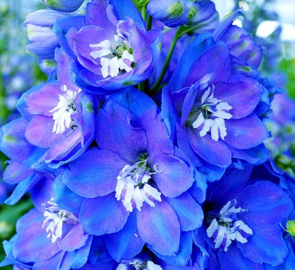 aurora blue delphinium