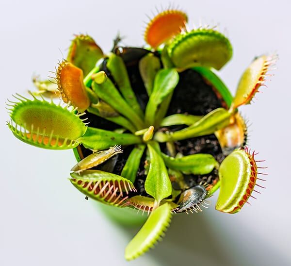 venus fly trap on white background