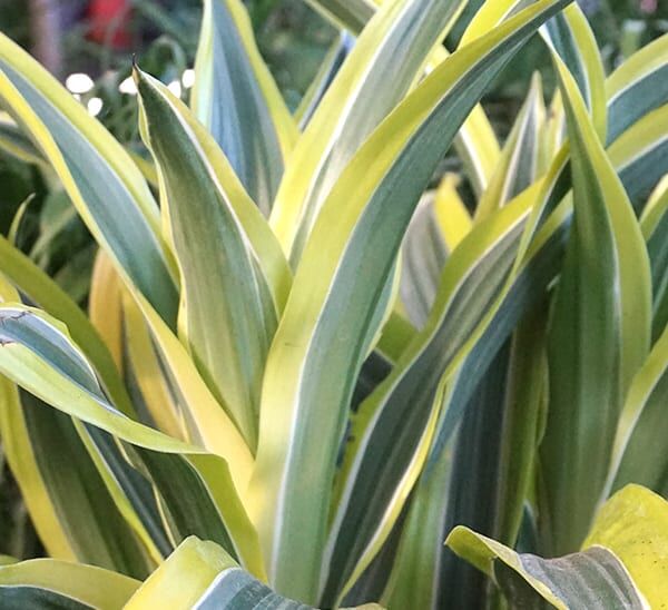 lemon lime dracaena