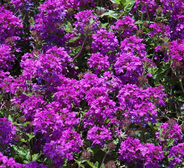 perennial verbena