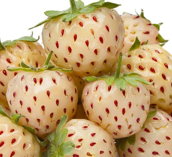 white carolina pineberry strawberries on white background