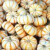 Baby Tiger Striped Pumpkin Photo 1