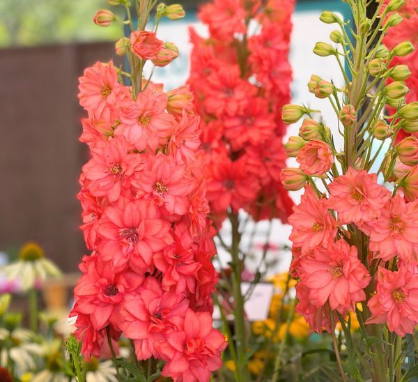 Red Lark Delphinium