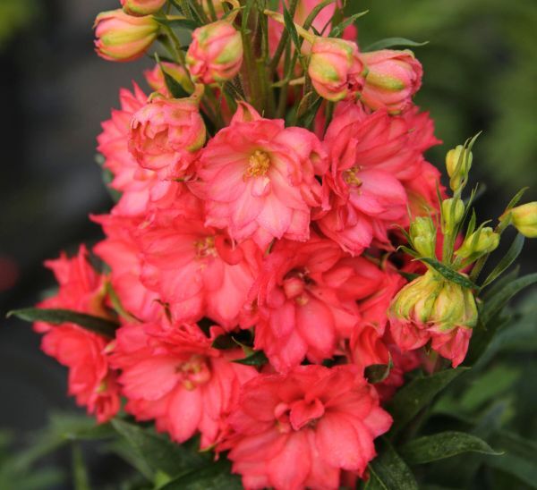 Red Lark Delphinium