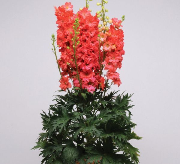 Red Lark Delphinium