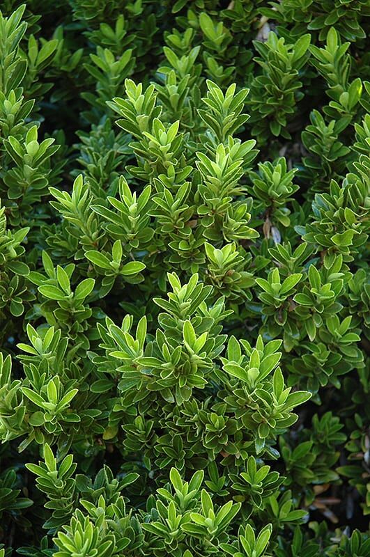 boxleaf euonymus