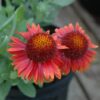 Arizona Red Shades Blanket Flower Photo 1