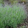 Munstead Lavender Photo 1