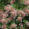 Canyon Creek Abelia Photo 1