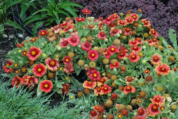 arizona red shades blanket flower