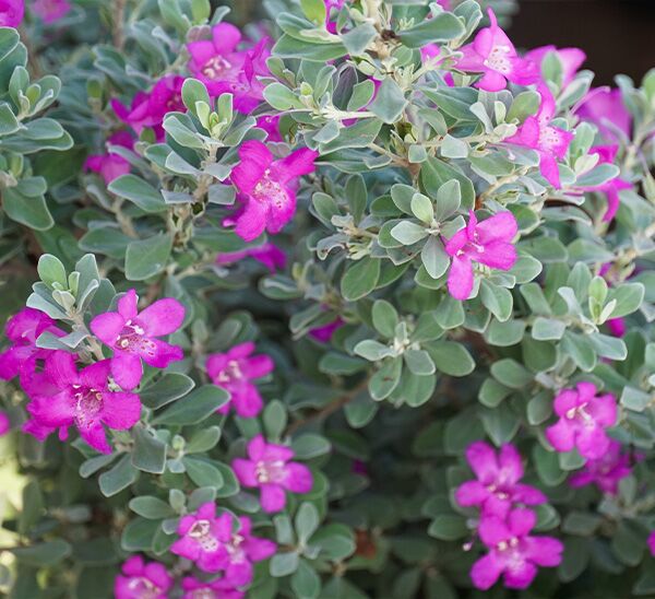 Texas Sage Silver Dream