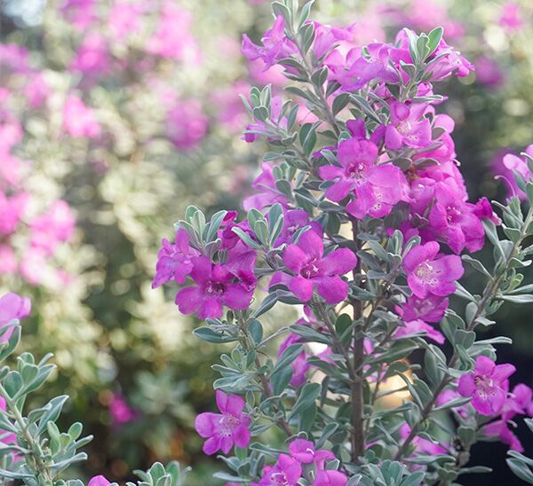 Texas Sage Silver Dream