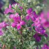 Silver Dream Texas Sage Photo 1