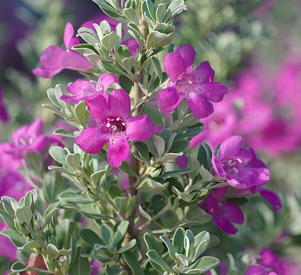 Texas Sage Silver Dream