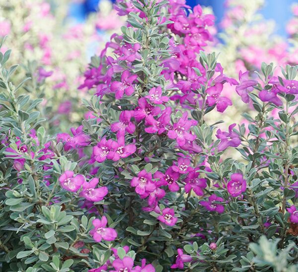 Texas Sage Silver Dream
