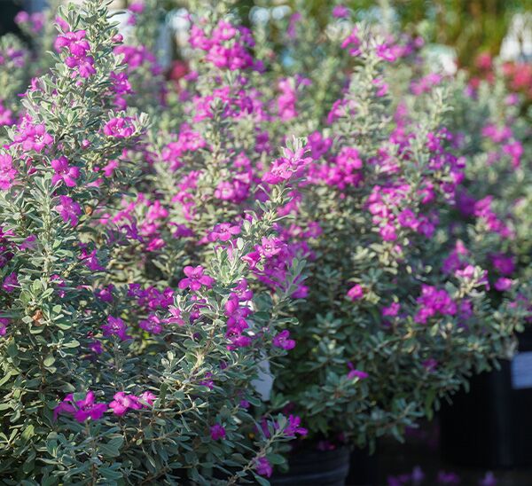 Texas Sage Silver Dream