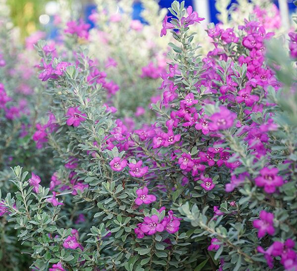 Texas Sage Silver Dream