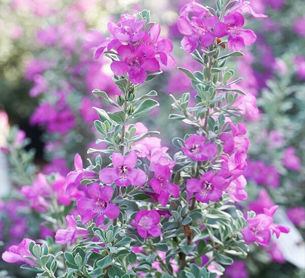 Texas Sage Silver Dream