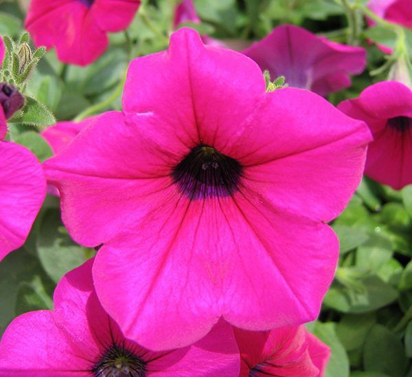 Wave Petunia