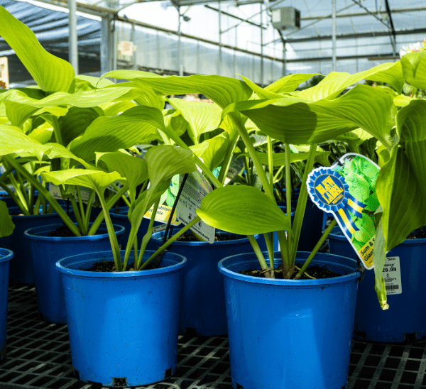 Hosta