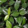 Asian Jasmine Photo 1