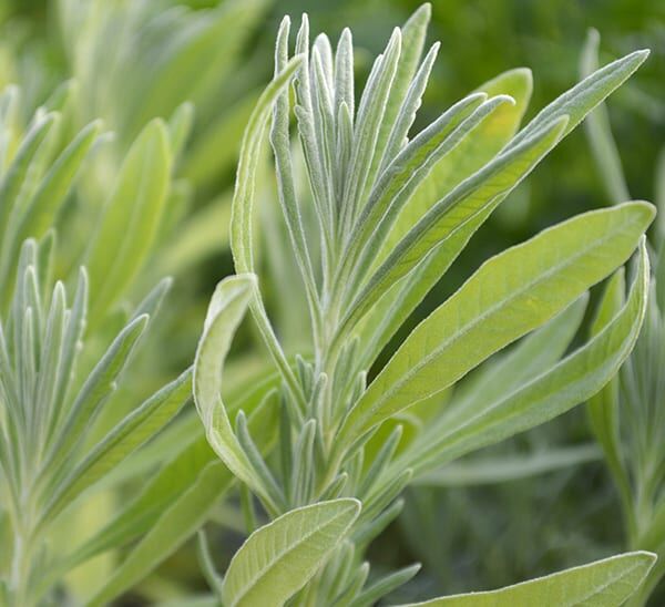 Herb de Provence Kit Photo 1