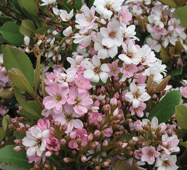 Pink Lady Indian Hawthorn Photo 1