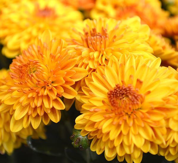 Garden Mums in Bronze colors