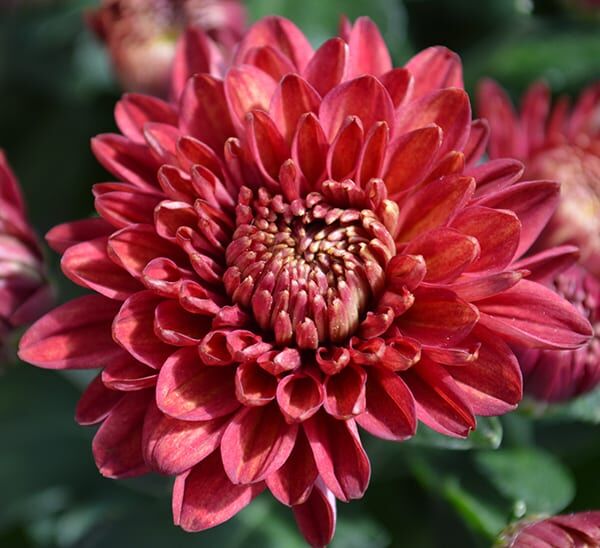 Garden Mums in Red colors